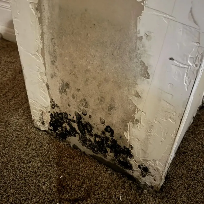 Professional Mold Removal in Hickory Hills, MS